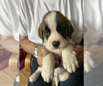Puppy Stash Saint Bernard