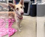 Small Photo #3 Siberian Husky-Unknown Mix Puppy For Sale in Rockwall, TX, USA