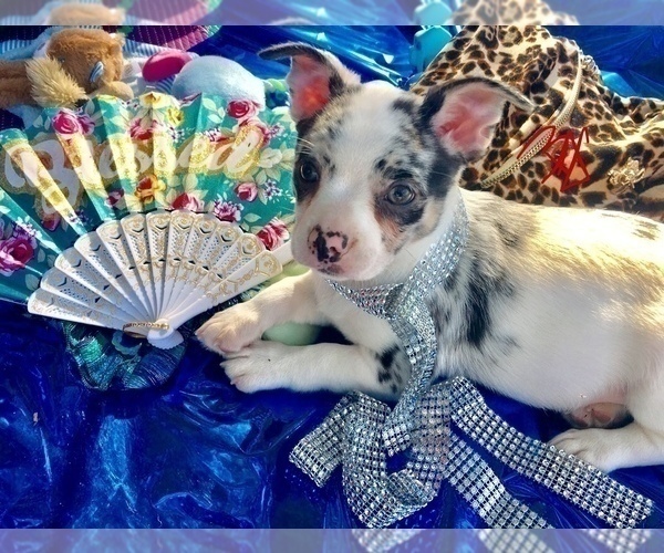 Medium Photo #11 French Bullhuahua Puppy For Sale in YPSILANTI, MI, USA