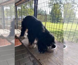 Father of the Cocker Spaniel puppies born on 07/04/2025