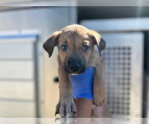 German Shepherd Dog-Unknown Mix Dogs for adoption in HESPERIA, CA, USA