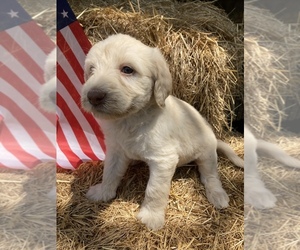 Labradoodle Puppy for sale in SNOW CAMP, NC, USA