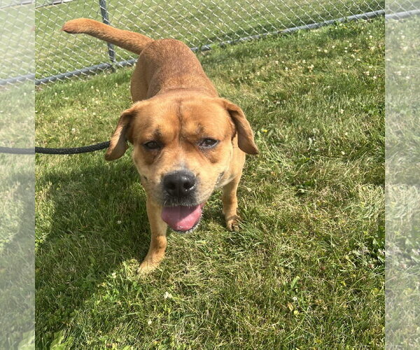 Medium Photo #4 Boxer-Unknown Mix Puppy For Sale in Rootstown, OH, USA
