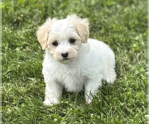 Maltese Puppy for sale in ROCK STREAM, NY, USA