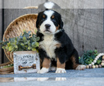 Small Photo #25 Bernese Mountain Dog Puppy For Sale in SHREVE, OH, USA