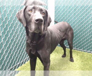 Great Dane Dogs for adoption in Downey, CA, USA