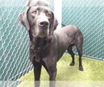 Small Great Dane