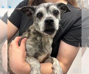 French Bullhuahua Dogs for adoption in Washington, DC, USA