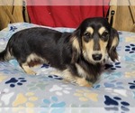 Small Photo #5 Dachshund Puppy For Sale in AIKEN, SC, USA