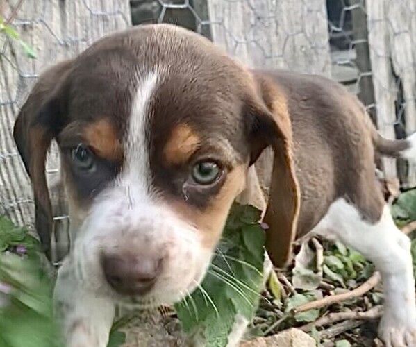 Medium Photo #3 Beagle Puppy For Sale in MARSHALL, AR, USA