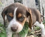 Small Photo #3 Beagle Puppy For Sale in MARSHALL, AR, USA