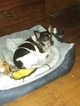 Small Photo #1 Rat Terrier Puppy For Sale in COMMERCE CITY, CO, USA