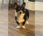 Small Photo #1 Pembroke Welsh Corgi Puppy For Sale in GRAFTON, OH, USA