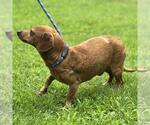 Small #3 Dachshund Mix