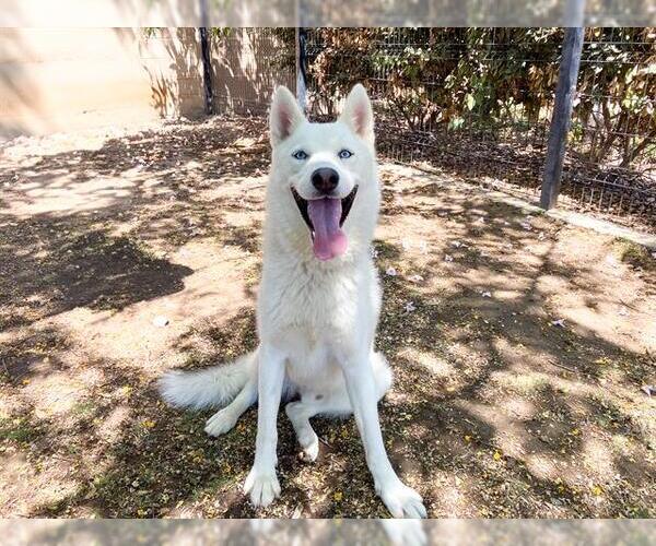 Medium Photo #1 Siberian Husky-Unknown Mix Puppy For Sale in Orange, CA, USA
