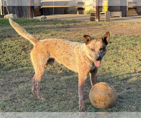 Medium Photo #3 Mutt Puppy For Sale in Paso Robles, CA, USA