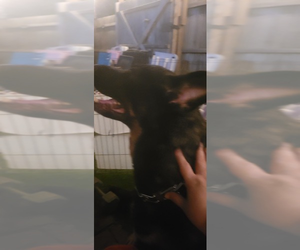 Medium Photo #5 German Shepherd Dog Puppy For Sale in AKRON, OH, USA