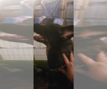 Small #4 German Shepherd Dog