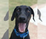 Small #5 Labrador Retriever Mix