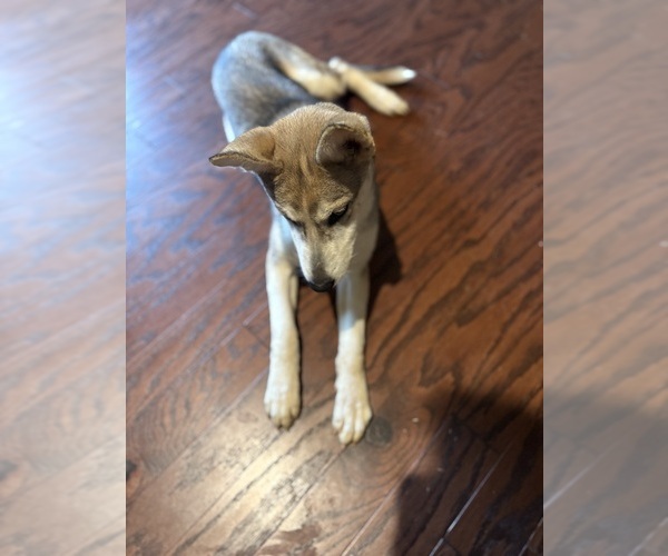 Medium Photo #4 Gerberian Shepsky Puppy For Sale in CHARLOTTE, NC, USA