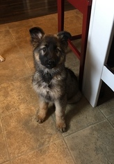 German Shepherd Dog Puppy for sale in RAY CITY, GA, USA