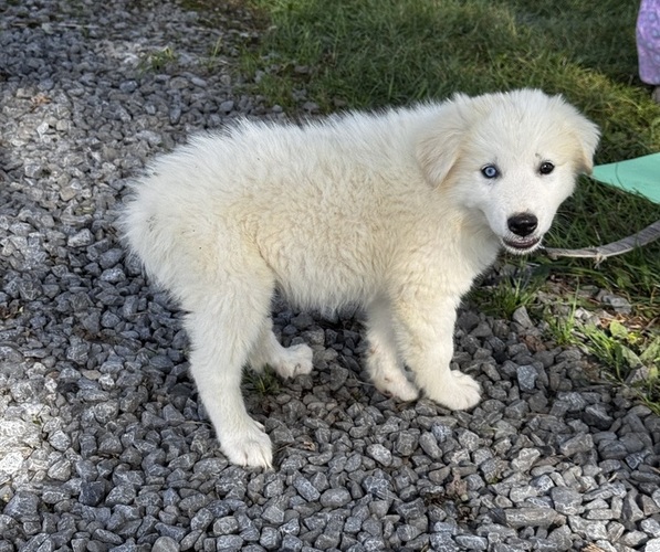 Medium Photo #3 Great Pyrenees Puppy For Sale in CANOGA, NY, USA