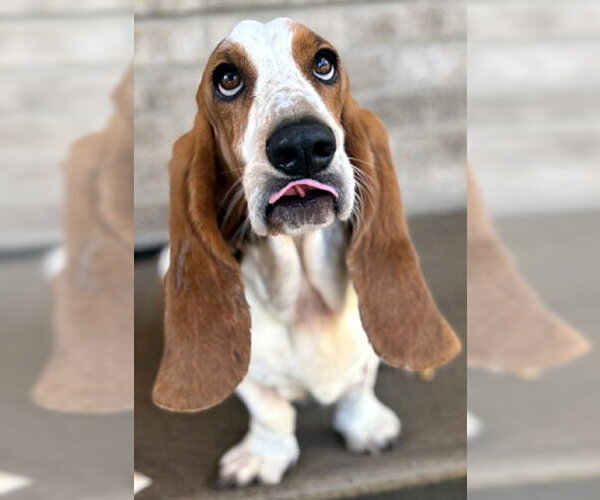 Medium Photo #4 Basset Hound Puppy For Sale in Deepwater, NJ, USA