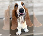 Small #3 Basset Hound