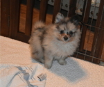 Puppy Puppy 2 Pomeranian