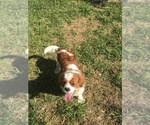 Small Photo #8 Cavalier King Charles Spaniel Puppy For Sale in SPRING BRANCH, TX, USA