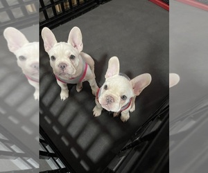 French Bulldog Litter for sale in SAN BERNARDINO, CA, USA