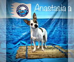 Small #1 Rat Terrier Mix