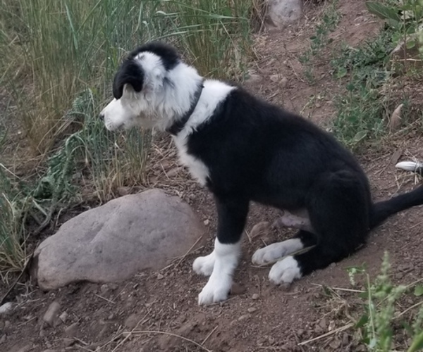 Medium Photo #1 Border Collie Puppy For Sale in PARK CITY, UT, USA