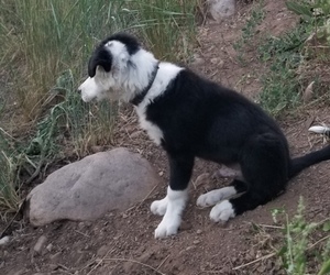 Father of the Border Collie puppies born on 02/14/2025
