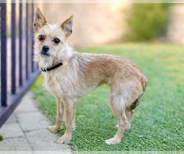 Medium Photo #2 Mutt Puppy For Sale in Corona, CA, USA