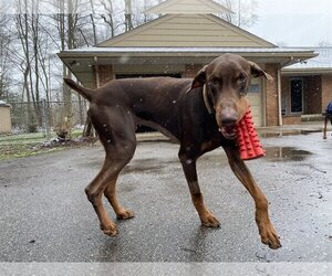 Doberman Pinscher Dogs for adoption in Aurora, OH, USA