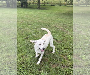 Greyson - Male Labrador Retriever-Unknown Mix Dog for Adoption - Photo #4