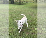 Small Photo #4 Labrador Retriever-Unknown Mix Puppy For Sale in Osgood, IN, USA