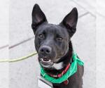 Small Labrador Retriever Mix