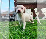 Small #2 Labbe