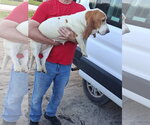 Small #4 Basset Hound