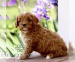 Small #3 Cavapoo (Miniature)