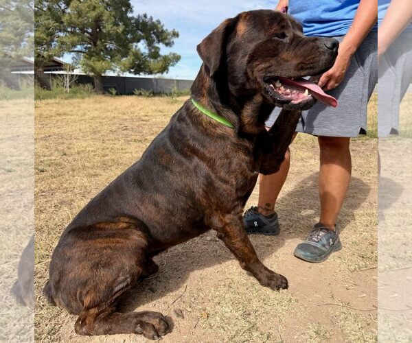Medium Photo #2 Mutt Puppy For Sale in Goodyear, AZ, USA