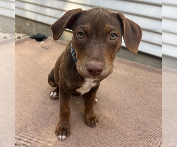 Medium Photo #6 American Pit Bull Terrier-Labrador Retriever Mix Puppy For Sale in Hayward, CA, USA