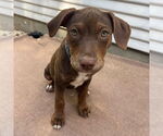 Small #5 American Pit Bull Terrier-Labrador Retriever Mix