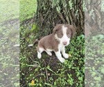 Small Photo #19 Borador Puppy For Sale in MARION, VA, USA