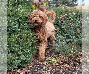 Father of the Poodle (Standard) puppies born on 04/24/2025