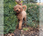 Small Photo #1 Poodle (Standard) Puppy For Sale in WOLCOTT, IN, USA