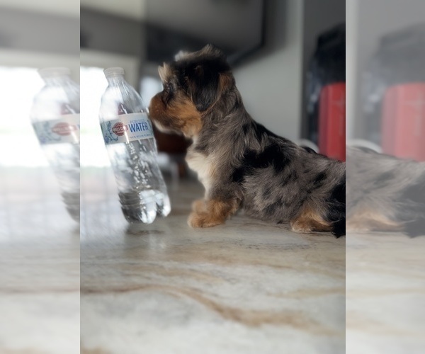 Medium Photo #10 Yorkshire Terrier Puppy For Sale in JOHNSTON, RI, USA