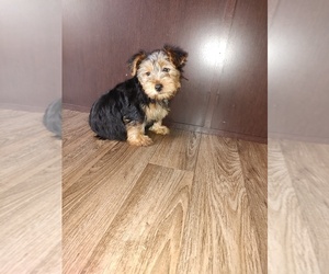 Yorkshire Terrier Puppy for sale in LAPEER, MI, USA